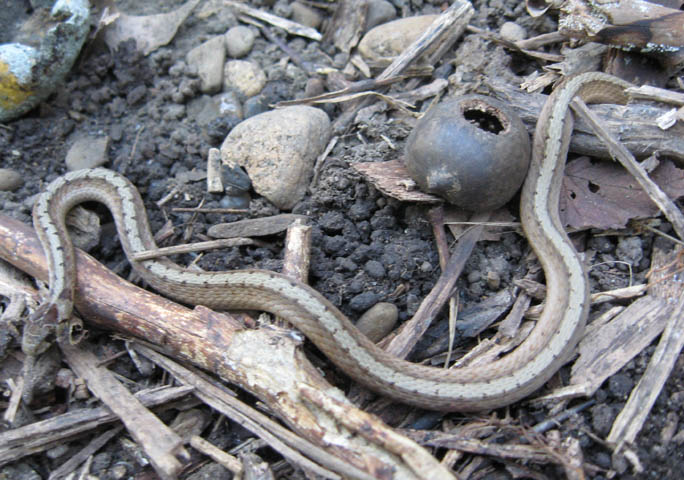 Northern Brown Snake